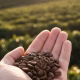 Etična kava ØRIN COFFEE – povezava med pridelovalcem in skodelico kave