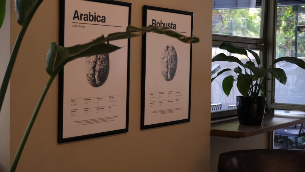 Fotografija: Arabica vs robusta coffee plant growing altitude comparison — Razlika med arabico in robusto — popoln vodnik